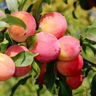 Саженец Слива диплоидная Роял Руж